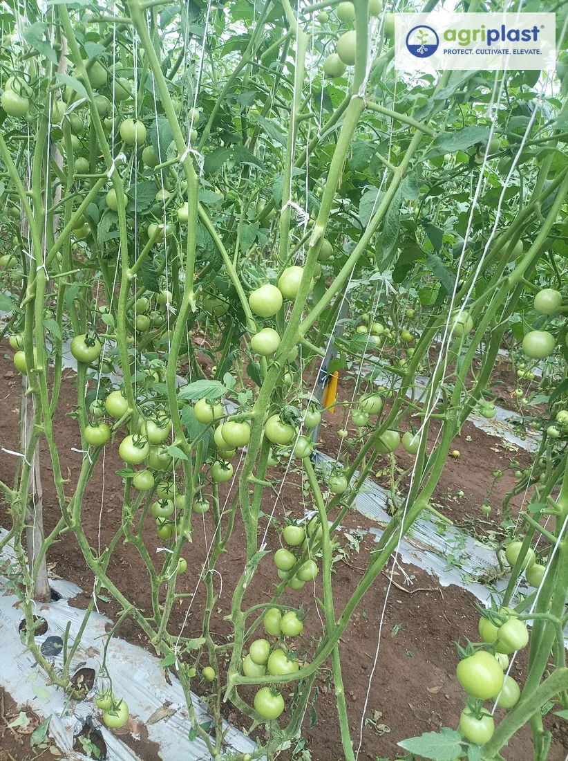 Indeterminate tomato plants on vertical string training in polyhouse with silver-black mulching film on raised beds &mdash; Nashik Maharashtra